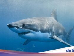 Pria Ini Kritis Sesudah Diserang Hiu, Kehabisan Darah