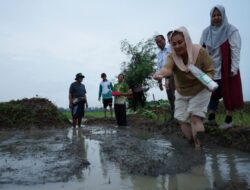 Tanam Padi Di Lahan Rob, Pemkot Semarang dan BRIN Implementasikan Hasil Eksperimen Bidang Pertanian