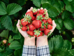 Indonesia Bakal Kedatangan Perdagangan Masuk Negeri Buah Strawberry dan Peach Di Korsel