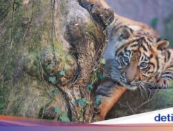 Harimau Sumatera yang Ditangkap Ke Sumbar Akhirnya Dilepas Ke Riau