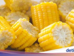 Makan Jagung Manis Bikin Gendut dan Gagal Asupan Konsumsi, Apa Iya?