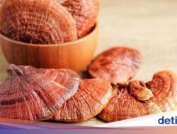 Jaga Keadaan Jantung Di Konsumsi Sido Muncul Natural Lingzhi