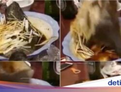 Kejadian Nyata! Ikan dan Daging Sapi Bergerak Lagi Sebelumnya Dimasak