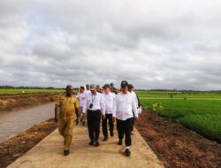 Kementan Kembangkan Varietas Padi Cakrabuana Hingga Merauke, Adaftif Di Pemanasan Global