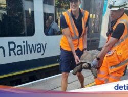 Kereta Hingga London Sempat Tertahan Di… Kura-kura