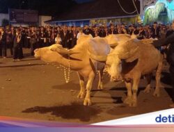 Mengenal Makna Kebo Bule yang Karena Itu Ikon Keraton Solo Setiap Malam 1 Suro