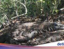 Dibayangi Permasalahan Penutupan, Kunjungan Turis Di TN Komodo Malah Meresahkan