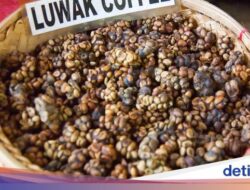 Minuman Luwak dan Geisha Masuk Daftar 5 Minuman Terlangka Ke Dunia