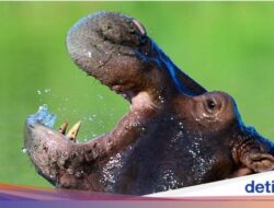 Mutakhir Tahu, Kuda Nil Bisa Melayang Di Udara Lho!