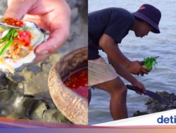 Mantap! Pria Ini Makan Oyster Langsung Di Cangkang Ke Karang Penuh Lumpur