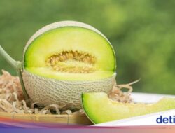 5 Jenis Melon Populer Ke Indonesia, Bersama yang Standar hingga Premium