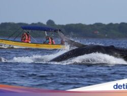 Perpindahan Penduduk Paus Bungkuk Karena Itu Daya Tarik Wisatawan Panama