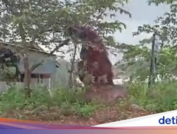 Berikut Fakta-fakta Orang Utan ‘Setinggi Rumah’ Ke Kaltim