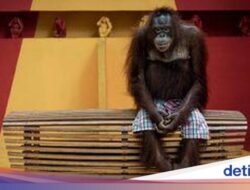 Pose Memelas Orang Utan Karena Itu Kampiun Lomba Foto, Ada Kisah Tragis Ke Baliknya