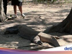 Penyembuhan Kawasan, TN Komodo Berencana Ditutup Sambil