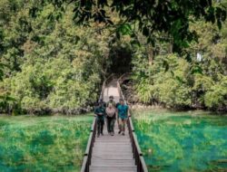 Pulihkan Habitat Ubur-Ubur Langka, Danau Hingga Pulau Kakaban Masih Ditutup Sambil Itu