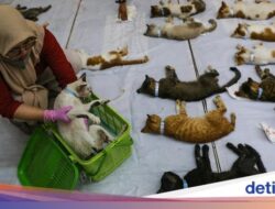 Ratusan Kucing Disterilisasi Hingga Gelanggang Remaja Pulogadung