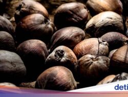 Ternyata, Bukan Cuma Durian, Kelapa Juga Dilarang Dibawa Ke Pesawat