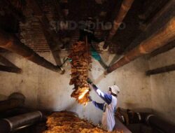 RPP Kesejaganan Berpotensi Sebagai Mematikan Ekosistem Pertembakauan