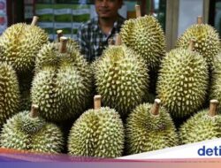 Kacau! Gegara Durian, 5 Insiden Ini Bikin Orang Jatuh Sakit