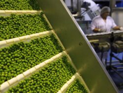 Salip Kanada, Rusia Pengekspor Utama Kacang Polong Hingga China