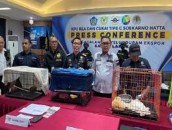 Selundupkan Satwa Langka lewat Bandara Soetta, Aktor Atau Aktris Bollywood Terancam 10 Tahun Penjara