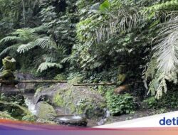 Melukat Hingga Desa Taro Sekaligus Makanan Bersama Nuansa Khas Bali