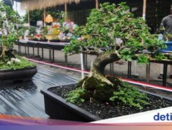 Seratusan Bonsai Cantik Dipamerkan Di Boyolali