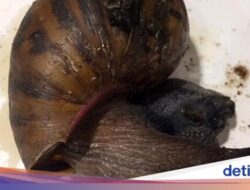 Terendus Bau Aneh, Ternyata Penumpang Bawa 90 Siput Raksasa Hingga Di Tasnya