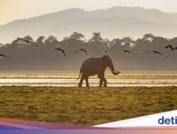 Taman Nasional UNESCO Dilanda Genangan Air, Ratusan Hewan Mati Tenggelam