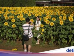 Terpesona Cantiknya Bunga Matahari yang Bermekaran Di China