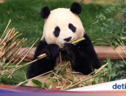 China Mulai Terima Mahasiswa Khusus Belajar Panda Raksasa