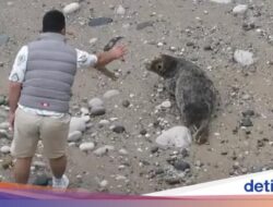 Turis Nyebelin, Dekati-Provokasi Anjing Laut Lalu Melemparinya Bersama Batu