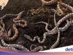 Bikin Kaget! Dikira Jantan, Ular Ini Lahirkan 14 Anakan dan… Tanpa Pasangan