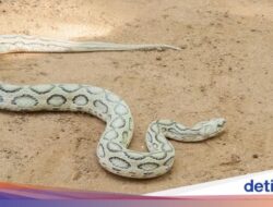 Ular yang Sempat Punah Serang Skala Nasional Hingga Bangladesh