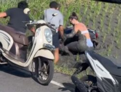 Viral! Wanita Bule Di Bali Nyungsep Di Sawah, Auto Mandi Lumpur