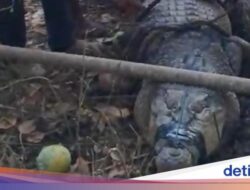 Geger Buaya Jantan 3,6 Meter Ditangkap Warga Di Pantai Alor