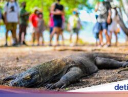 ASITA Pertanyakan Penutupan TN Komodo Sebagai Wisata, Penyembuhan Alam atau Kedok?