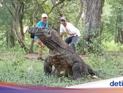 TN Komodo Mau Ditutup buat Wisata Ke 2025, Warga Menolak Keras!