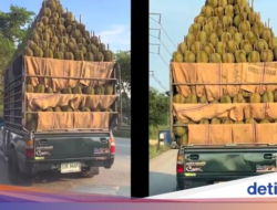 Ngeri! Kendaraan Pribadi Pick Up Ini Angkut Durian Menggunung Bentuk Piramida