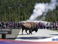 Penembakan Di Taman Nasional AS, Ranger Terluka dan Pelaku Tewas