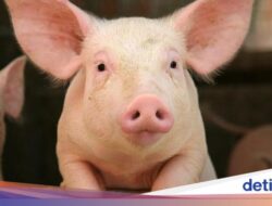 10 Istilah Daging Babi yang Harus Diwaspadai Muslim Agar Tak Terkecoh