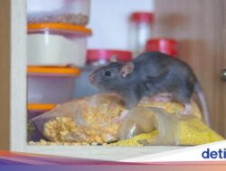 Tanpa Racun! Coba Bahan Alami Ini Sebagai Usir Tikus