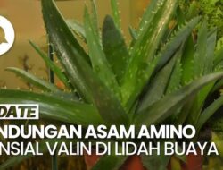 Periset BRIN Sebut Lidah Buaya Punya Kandungan Sebagai Tingkatkan Fokus Mental