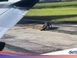 Yang Beda Ke Florida, Buaya Ke Landasan Pacu Bandara