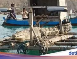 Ada Buaya Bersantai Hingga Atas Tambak, Warga Lombok Diminta Kurangi Kegiatan