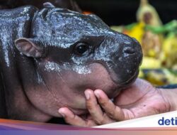 Thailand Tolak Tuduhan Aktivis Bahwa Moo Deng Menderita