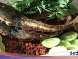 5 Tips Masak Lele agar Tidak Amis dan Enak, Cocok Bersama Sebab Itu Pecel Lele!