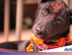 Nepal Geber Perayaan Seni Sebagai Menyembah Anjing