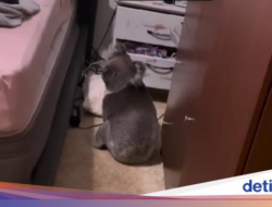 Hanya Hingga Australia, Ada Koala Menyusup dan Nyantai Hingga Kamar